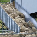 shearing shed ramp