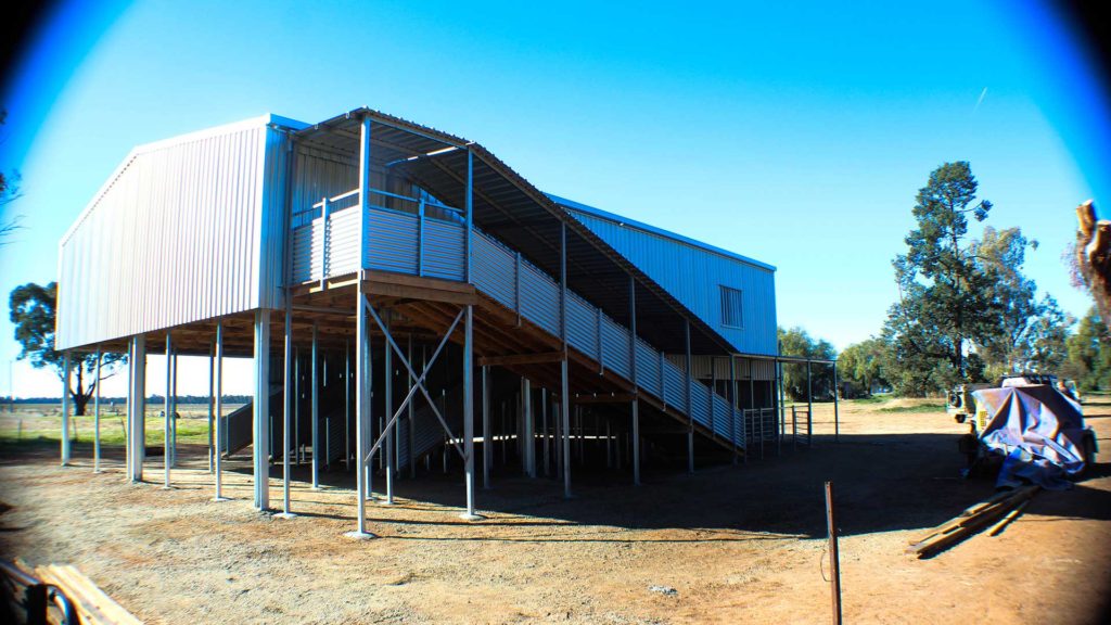 raised shearing shed