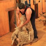 shearing shed sheep