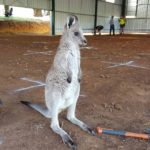 wallaby in shearing shed