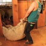workman in shearing shed